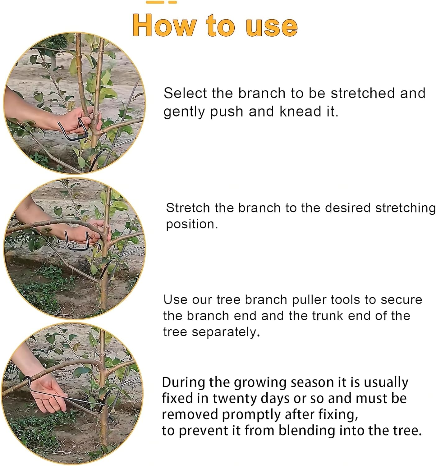 Ayarlanabilir Meyve Ağacı Dal  - Bonsai Garden Tree incelemesi ve fiyatı