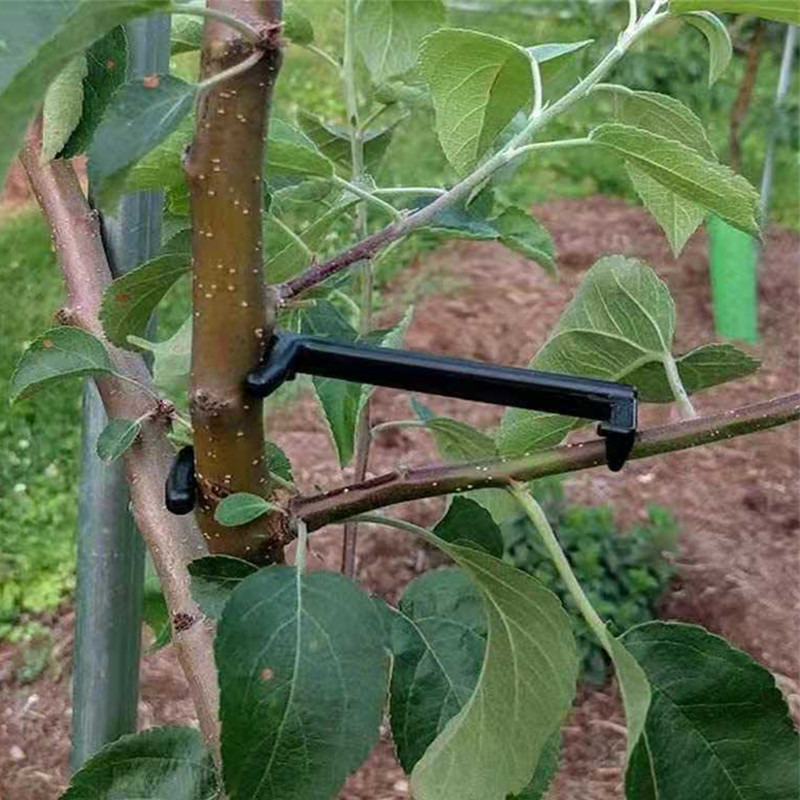 10-30 adet meyve ağacı klipler - Bonsai Garden Tools incelemesi ve fiyatı