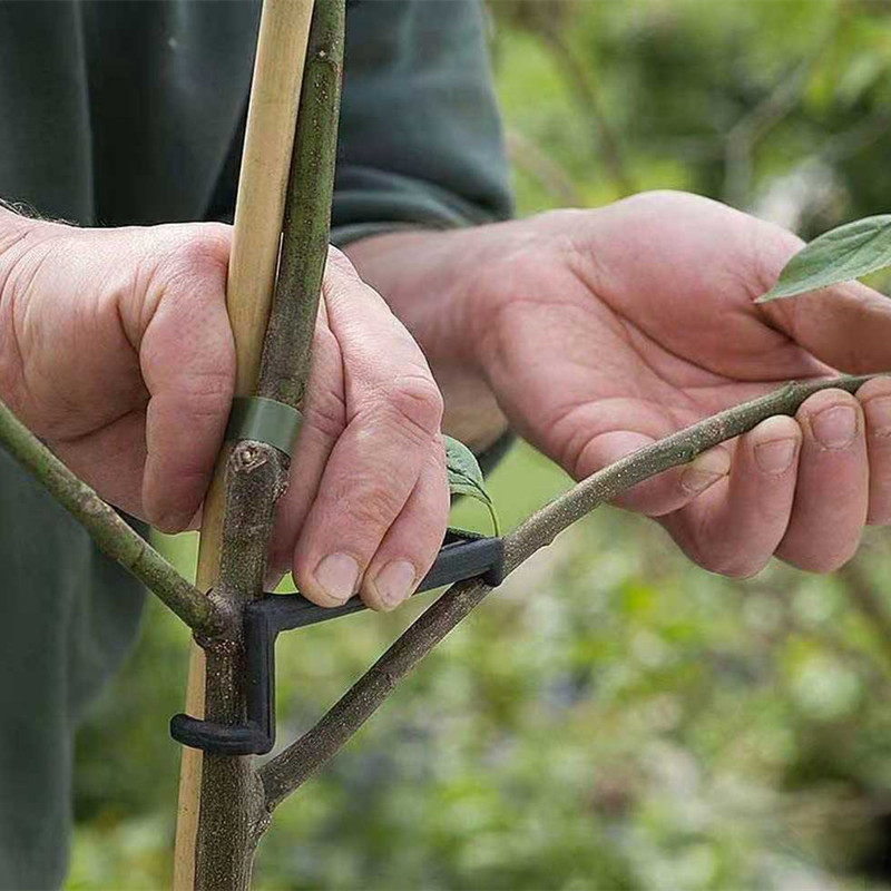 10-30 adet meyve ağacı klipler - Bonsai Garden Tools incelemesi ve fiyatı
